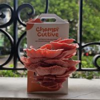 Kit pleurote rose maroc