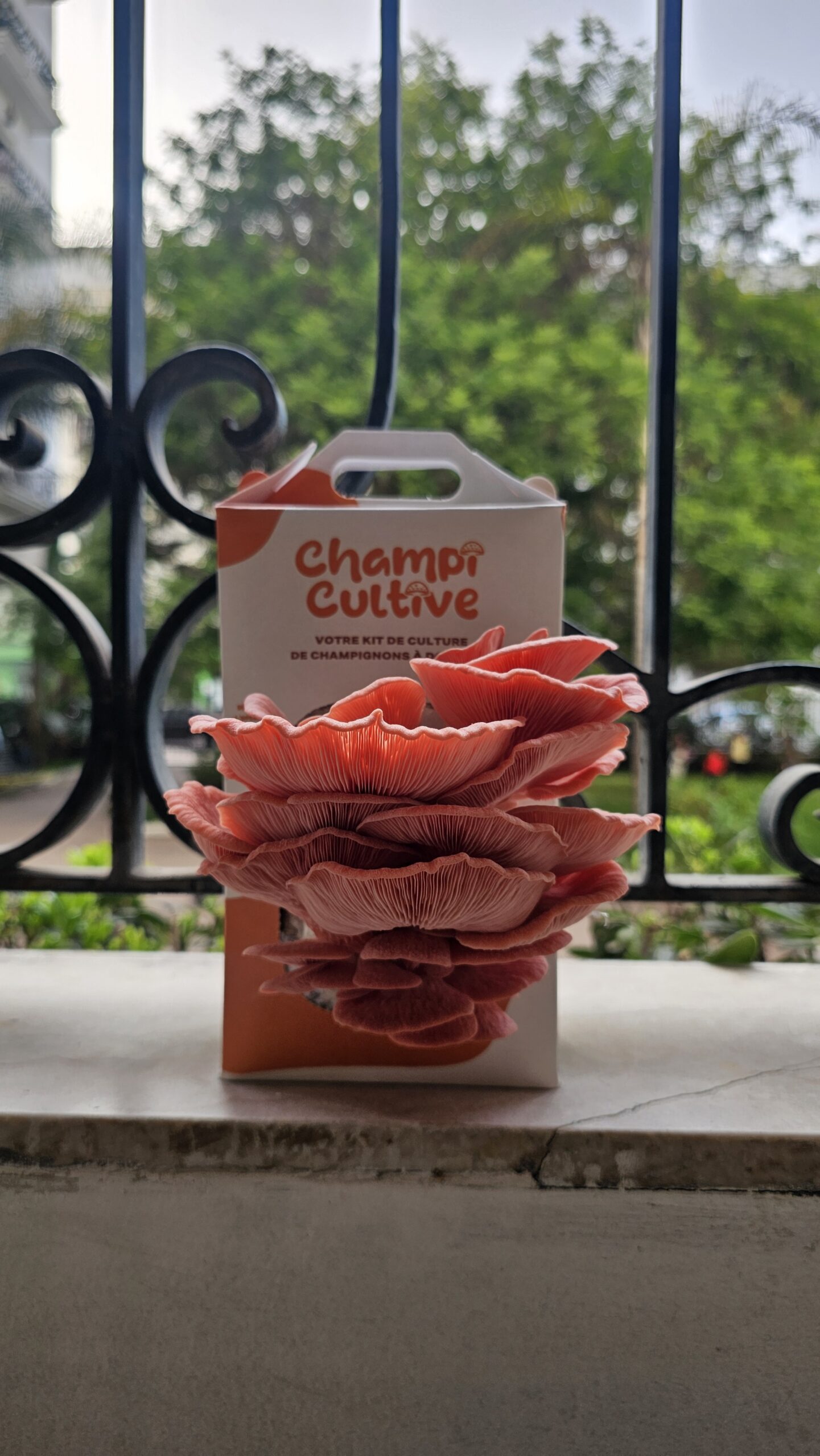 Kit pleurote rose maroc