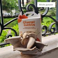 Pleurote grise